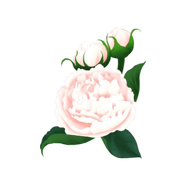 ピオニー（芍薬）